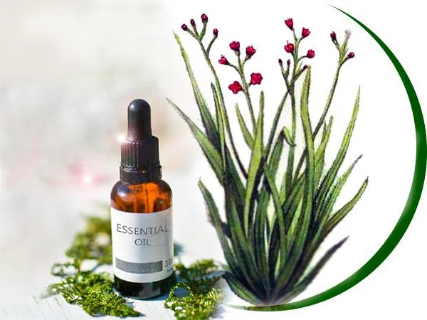 20230112 042955 117211 Palmarosa.max 800x800 1