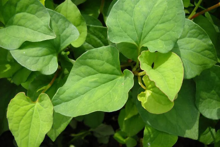 20230126 025312 052424 cach tri mun trung ca.max 800x800 1